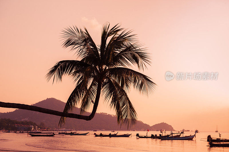 日落剪影的棕榈树在萨里海滩Koh Tao泰国